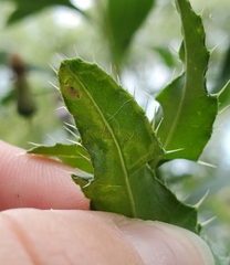 Phytomyza syngenesiae group