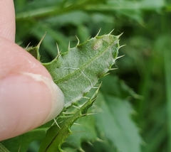 Phytomyza syngenesiae group