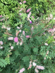Mimosa dysocarpa