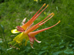 Aquilegia fosteri