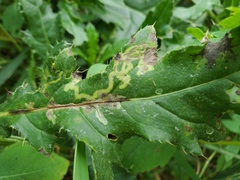 Phytomyza syngenesiae group