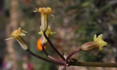 Tulbaghia dregeana