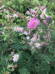 Mimosa dysocarpa
