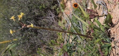 Tulbaghia dregeana