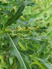 Phytomyza syngenesiae group