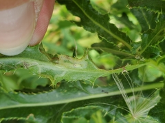 Phytomyza syngenesiae group