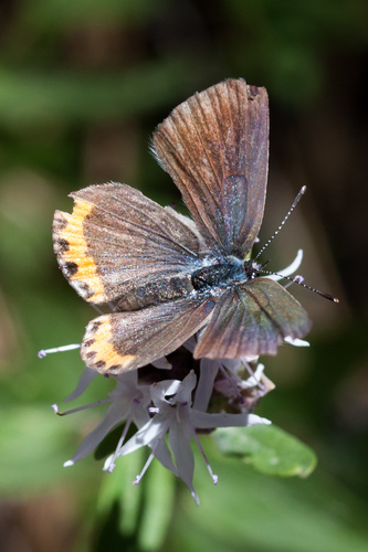 iNaturalist observation photo of Icaricia