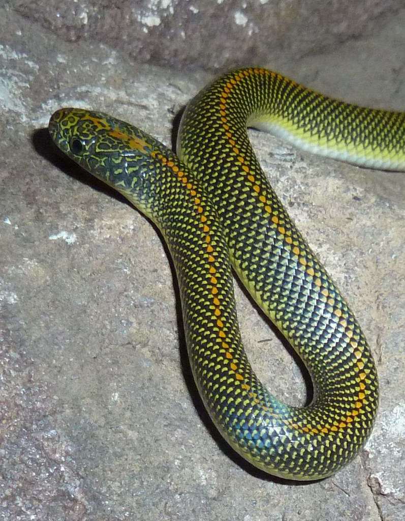 Aurora House Snake from Walter Sisulu National Botanical Gardens on ...