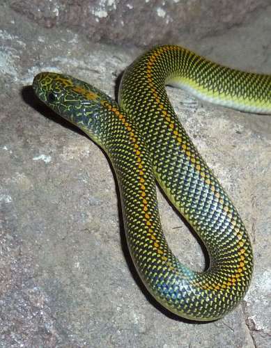 Aurora Snake