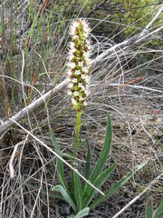 Echiostachys incanus