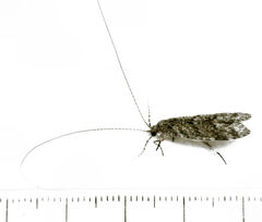 Triplectides obsoletus