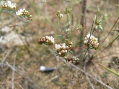 Adenogramma glomerata