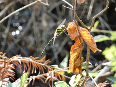 Cordulegaster boltonii