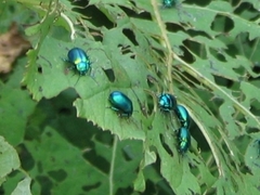 Oreina cacaliae