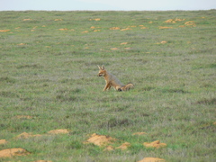 Vulpes chama