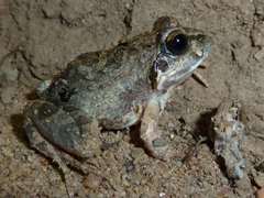 Tomopterna natalensis