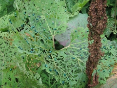 Oreina cacaliae