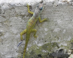 Anolis extremus