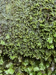 Jubula pennsylvanica