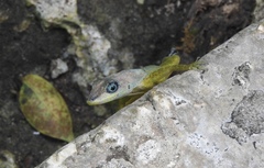 Anolis extremus