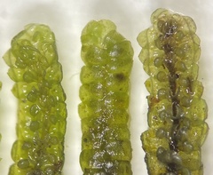 Jubula pennsylvanica