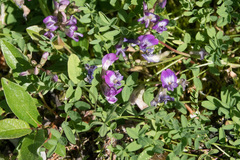 Astragalus bodinii