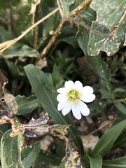 Cerastium beeringianum