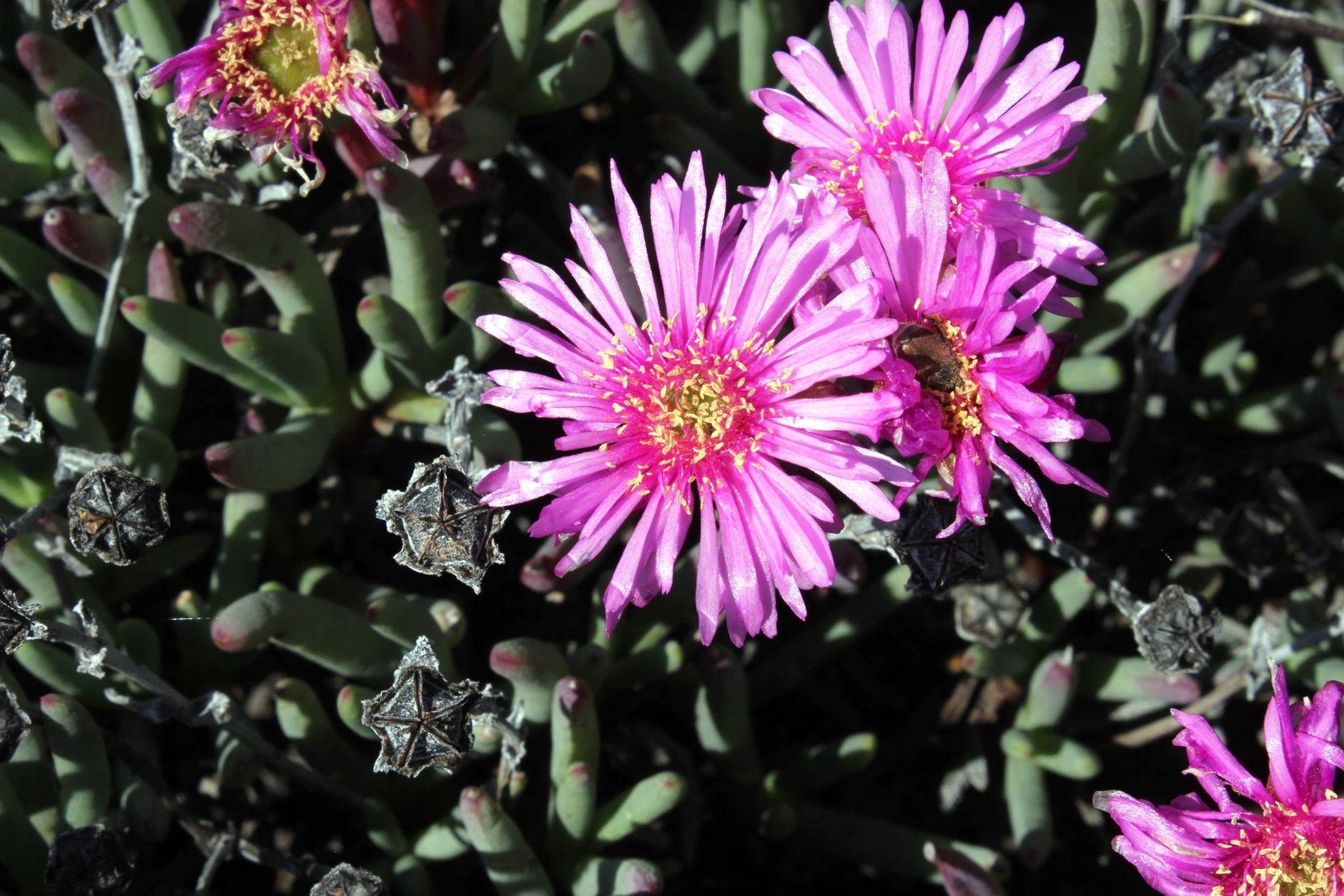 Trailing ice plant