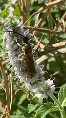 Myzinum quinquecinctum