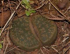 Lithops lesliei lesliei