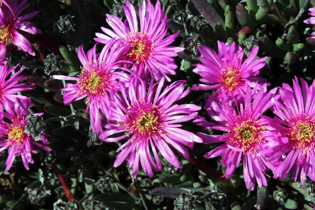 Lampranthus plautus