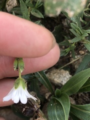 Cerastium beeringianum