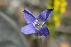 Swertiinae