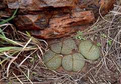 Lithops lesliei lesliei