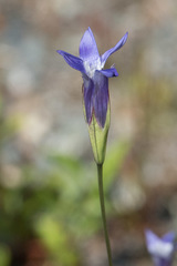 Swertiinae