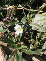 Cerastium beeringianum