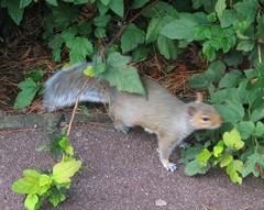 Sciurus carolinensis