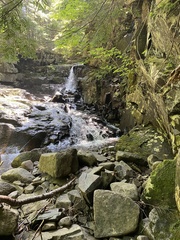 Jubula pennsylvanica