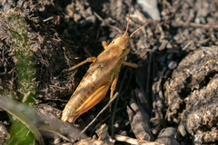 Melanoplus triangularis