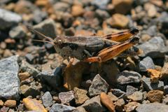 Melanoplus triangularis