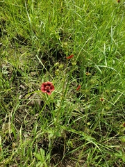 Potentilla thurberi