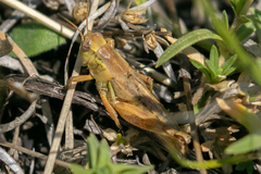 Melanoplus triangularis