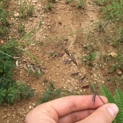 Bouteloua chondrosioides