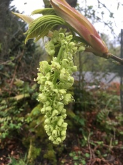 Acer macrophyllum