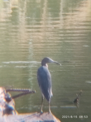 Egretta caerulea