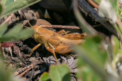 Melanoplus triangularis
