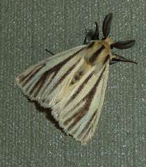 Popoudina lemniscata