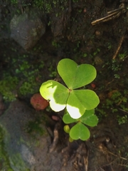 Oxalis