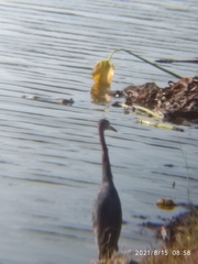 Egretta caerulea
