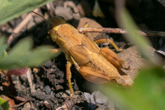 Melanoplus triangularis